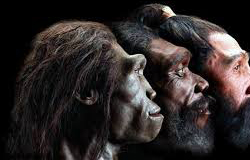 Pithecanthropus Erectus Soloensis